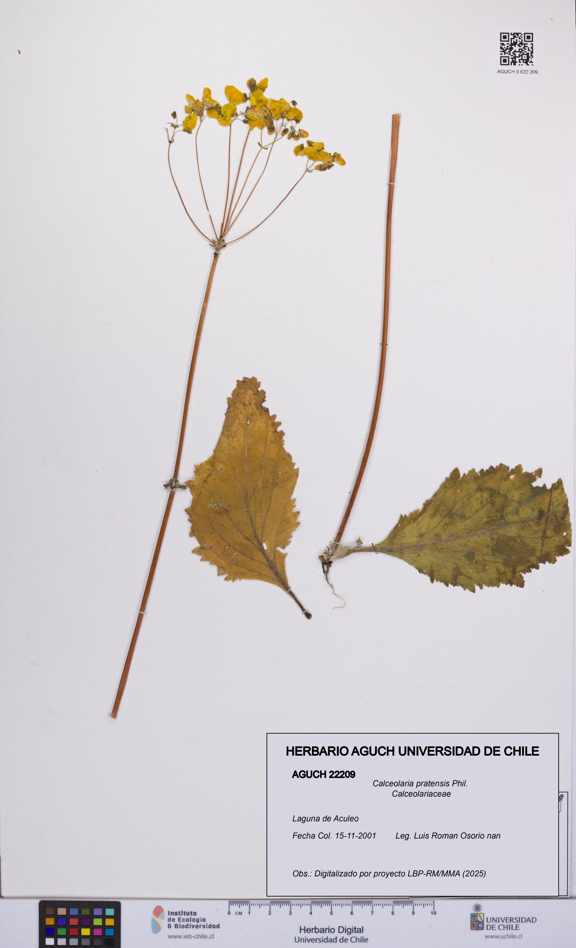 Calceolaria pratensis [Espécimen: UCH:AGUCH:0022209]