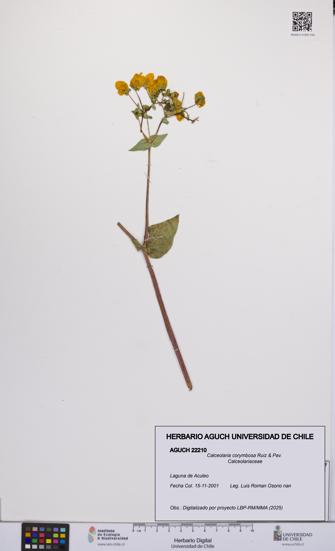 Calceolaria corymbosa [Espécimen: UCH:AGUCH:0022210]