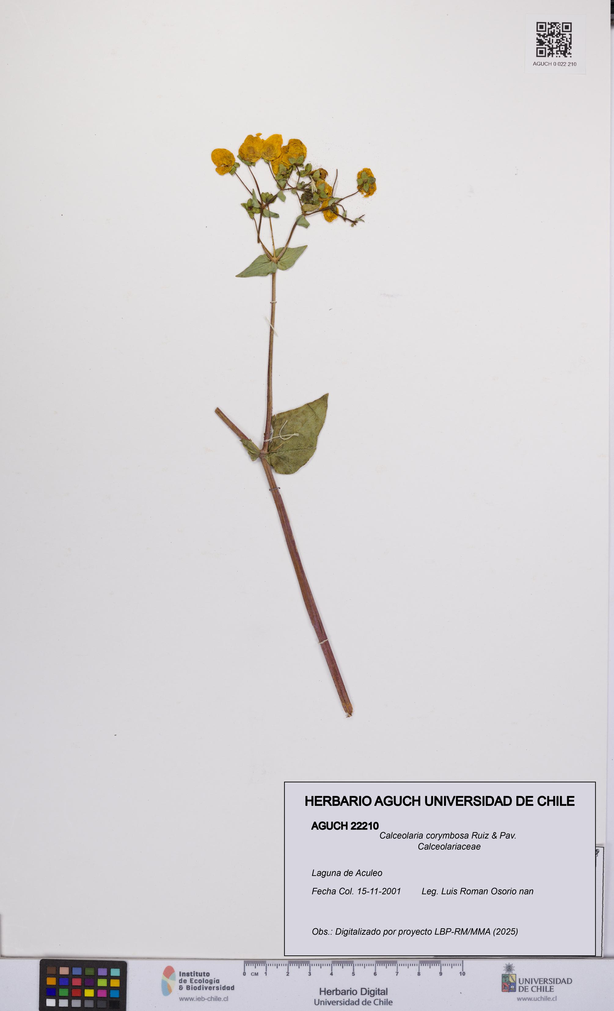 Calceolaria corymbosa [Espécimen: UCH:AGUCH:0022210]