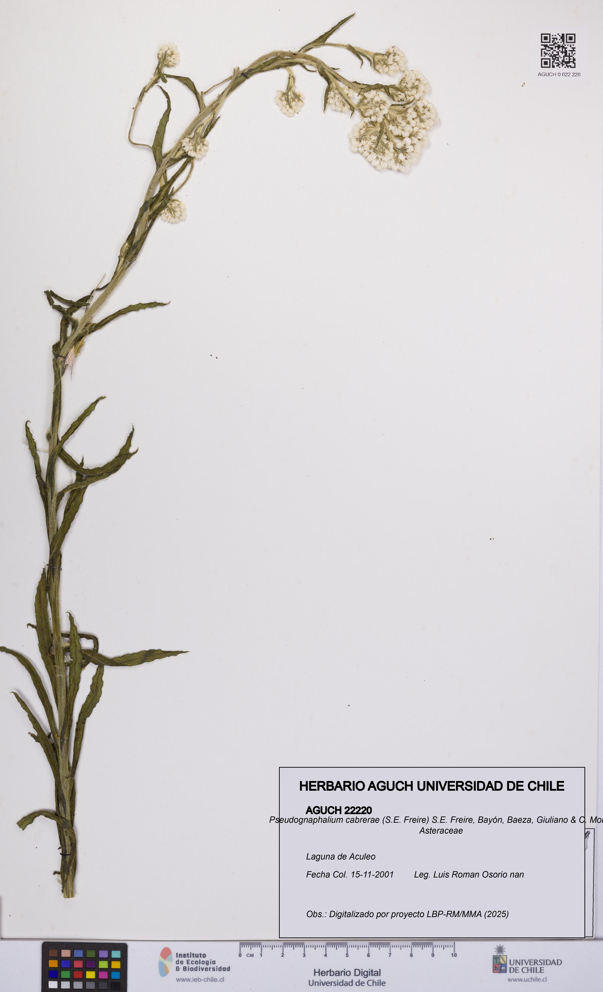 Pseudognaphalium cabrerae [Espécimen: UCH:AGUCH:0022220]