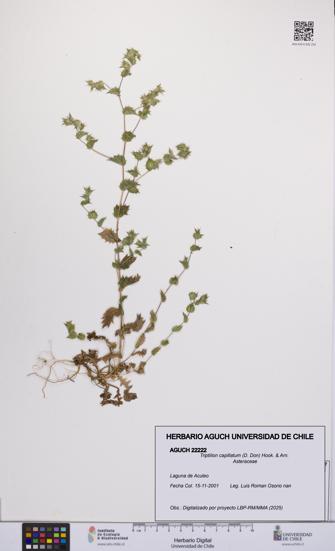 Triptilion capillatum [Espécimen: UCH:AGUCH:0022222]