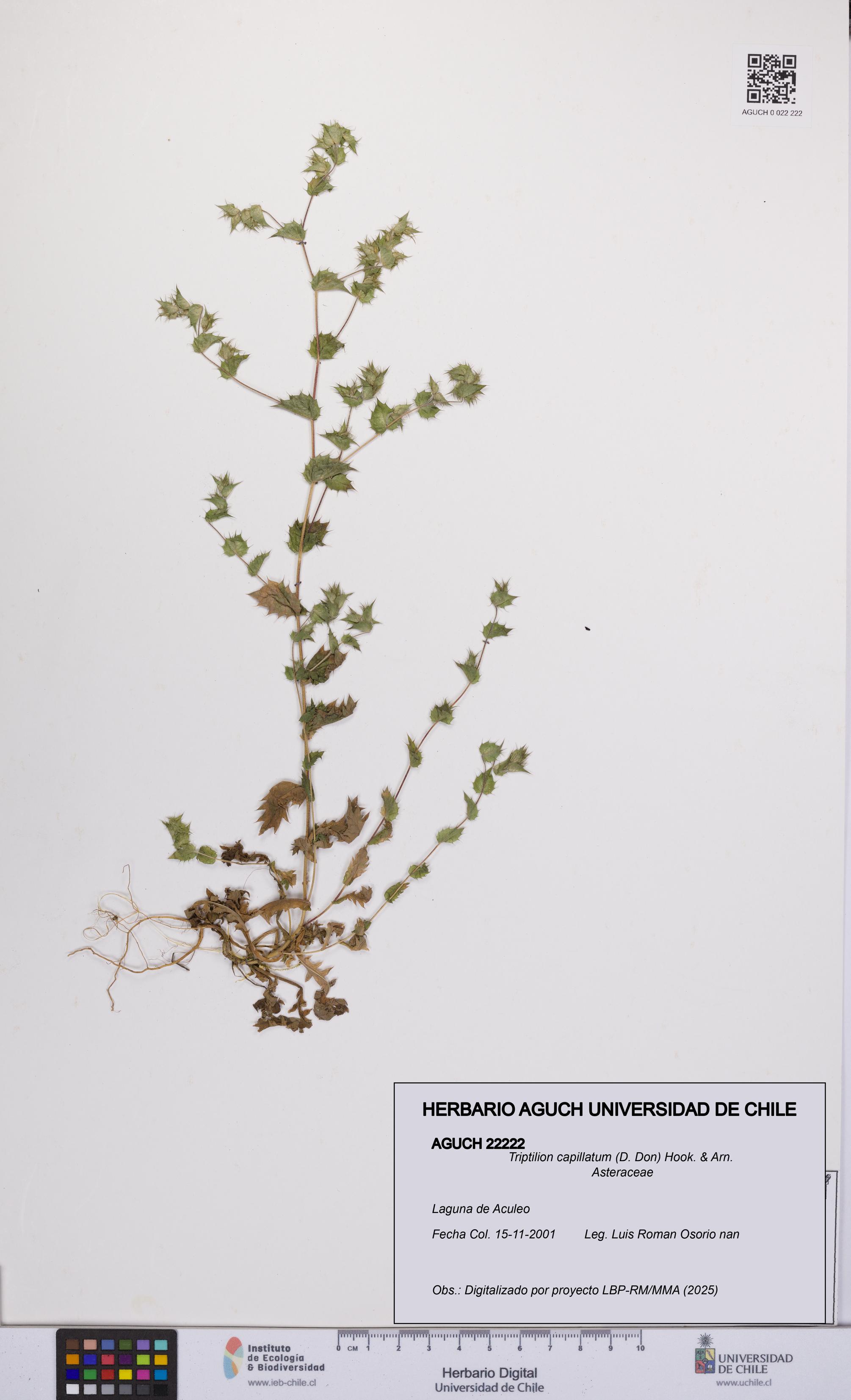 Triptilion capillatum [Espécimen: UCH:AGUCH:0022222]