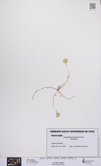 Chaetanthera ciliata [Espécimen: UCH:AGUCH:0022232]
