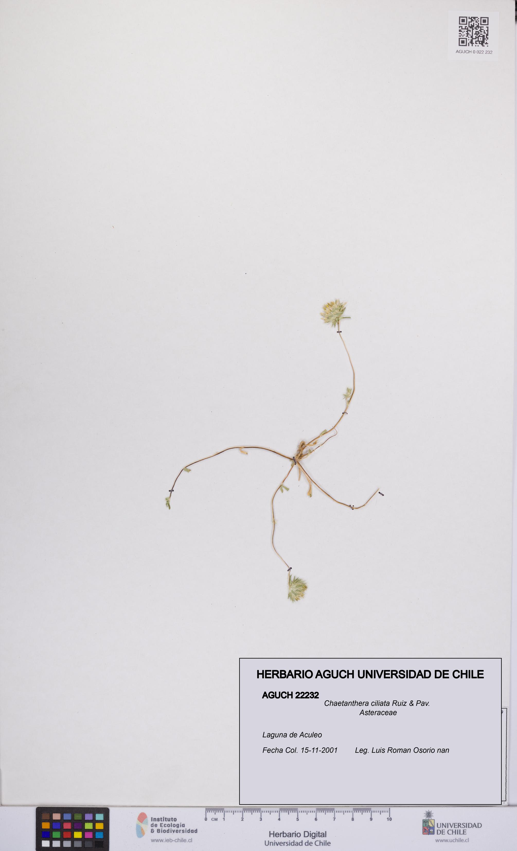 Chaetanthera ciliata [Espécimen: UCH:AGUCH:0022232]