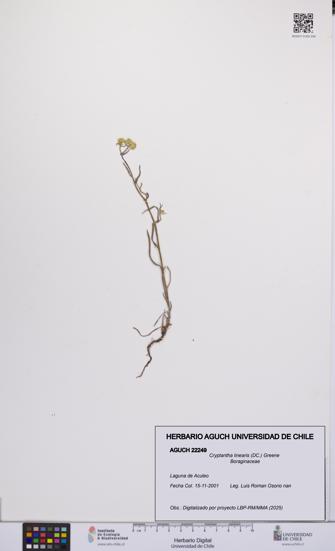 Cryptantha linearis [Espécimen: UCH:AGUCH:0022249]