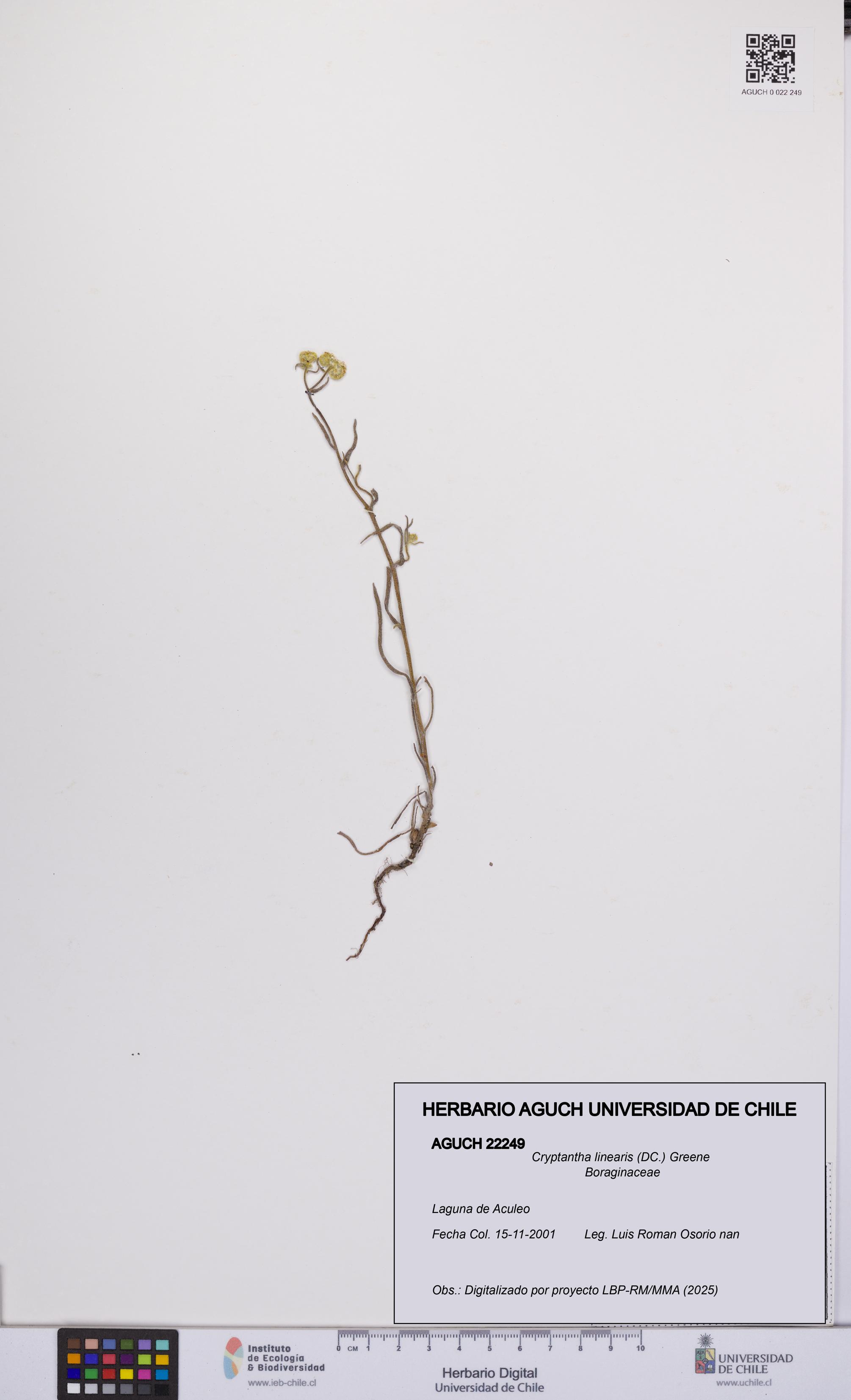 Cryptantha linearis [Espécimen: UCH:AGUCH:0022249]