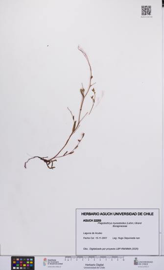 Plagiobothrys myosotoides [Espécimen: UCH:AGUCH:0022253]