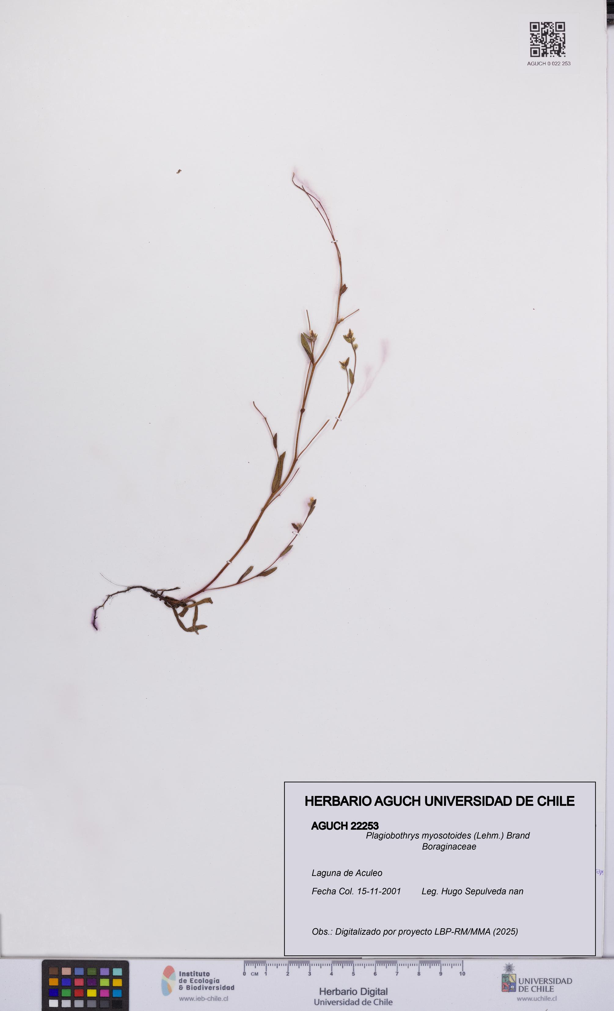 Plagiobothrys myosotoides [Espécimen: UCH:AGUCH:0022253]