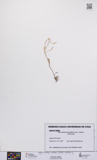 Gamochaeta stachydifolia [Espécimen: UCH:AGUCH:0022262]