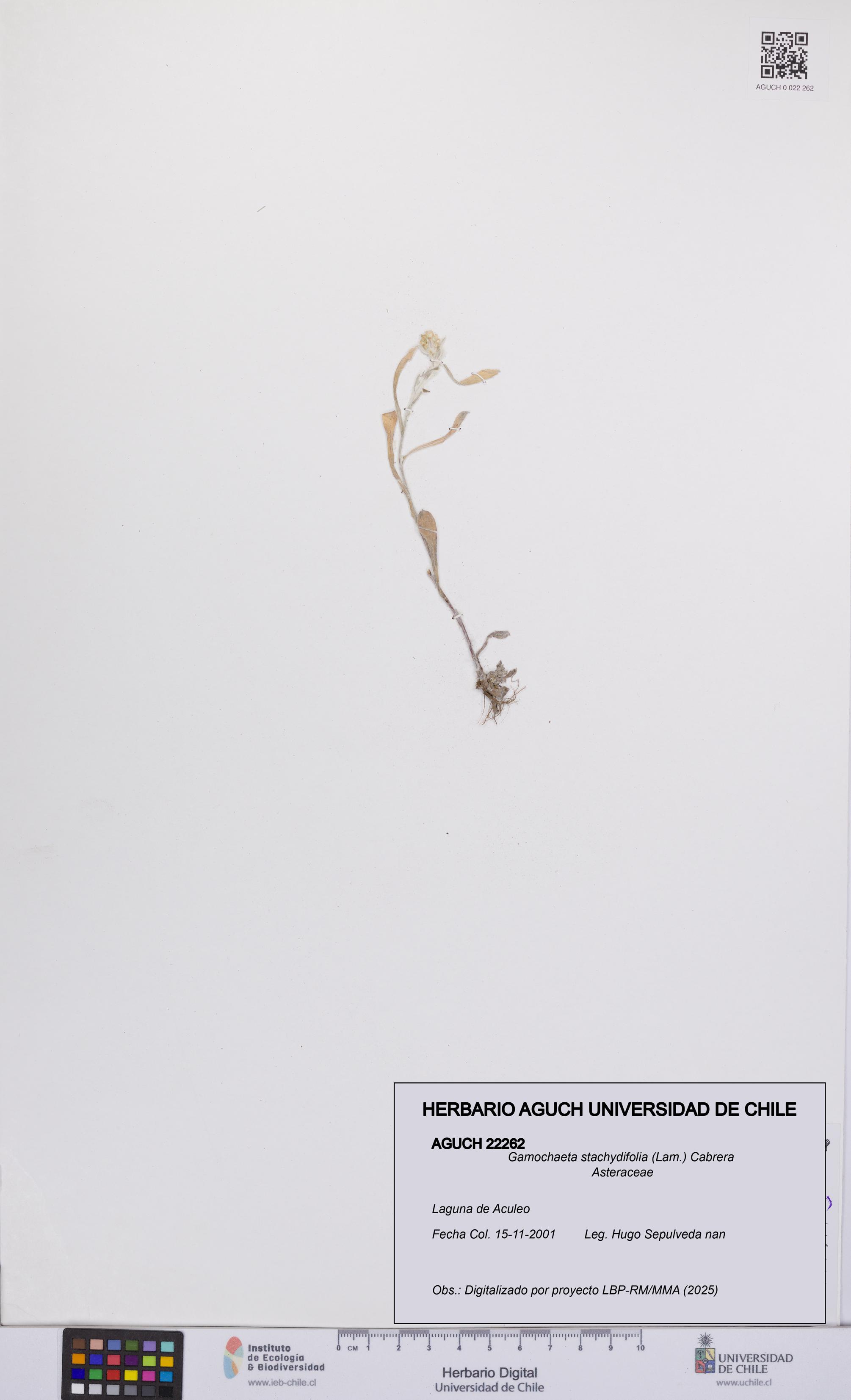 Gamochaeta stachydifolia [Espécimen: UCH:AGUCH:0022262]