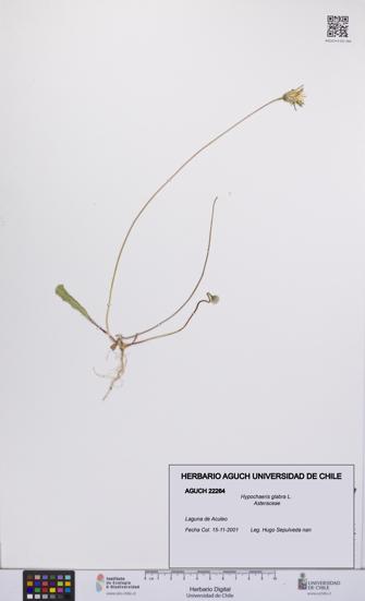 Hypochaeris glabra [Espécimen: UCH:AGUCH:0022264]