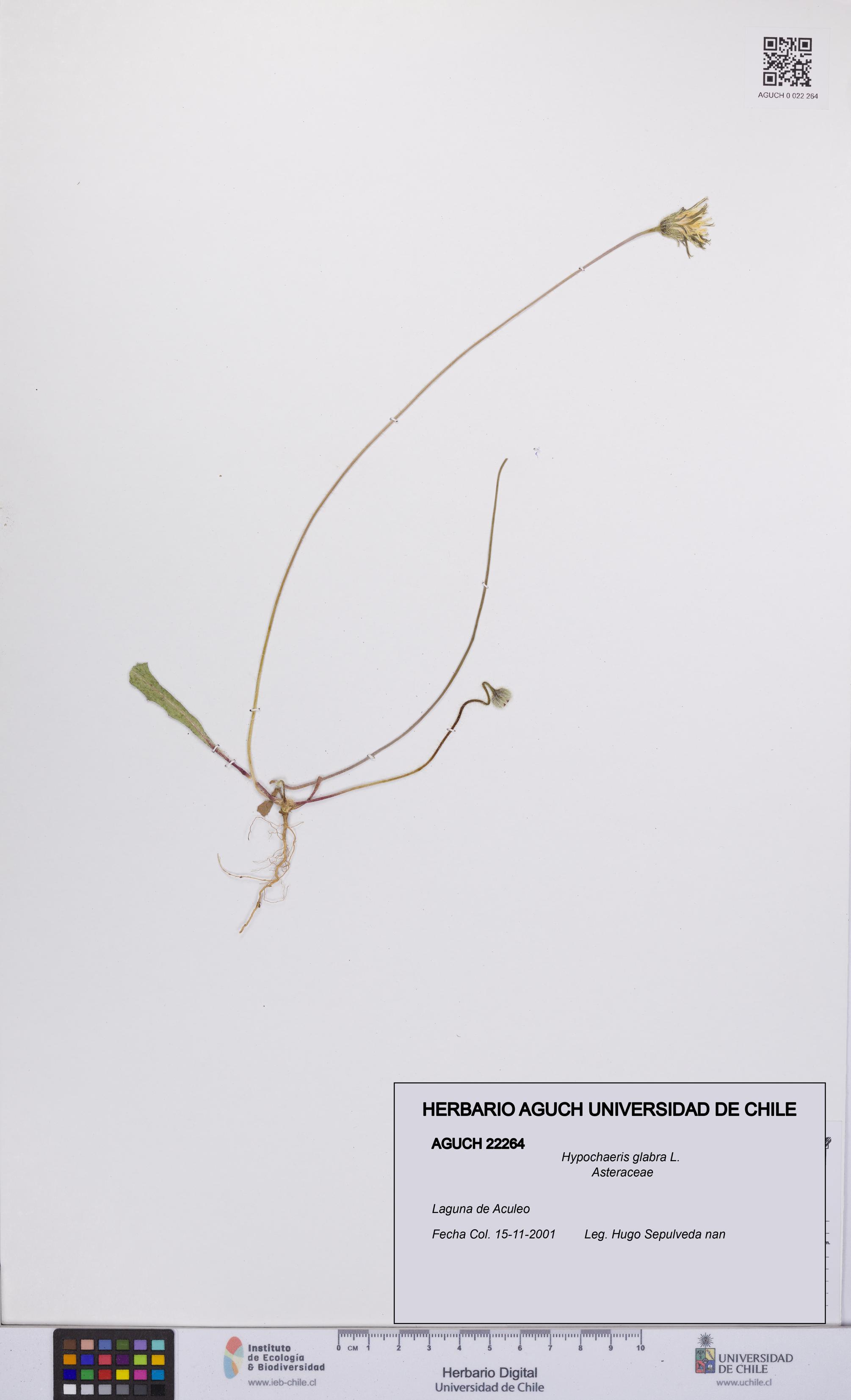 Hypochaeris glabra [Espécimen: UCH:AGUCH:0022264]