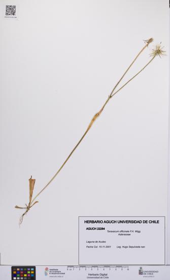 Taraxacum officinale [Espécimen: UCH:AGUCH:0022284]