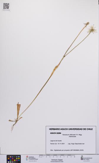 Taraxacum officinale [Espécimen: UCH:AGUCH:0022284]