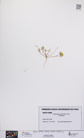 Chaetanthera ciliata [Espécimen: UCH:AGUCH:0022289]