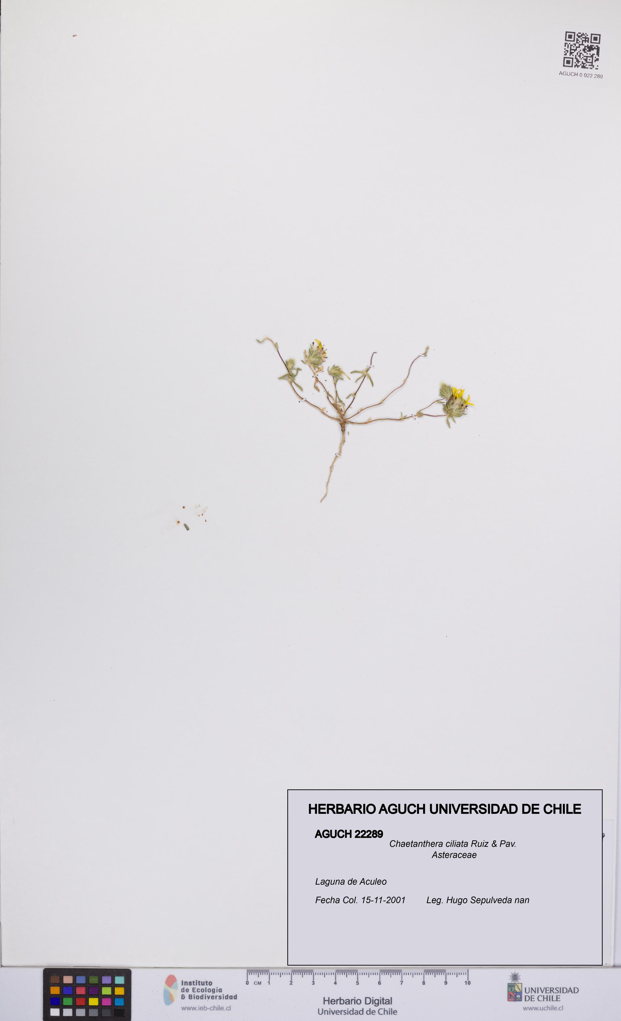 Chaetanthera ciliata [Espécimen: UCH:AGUCH:0022289]