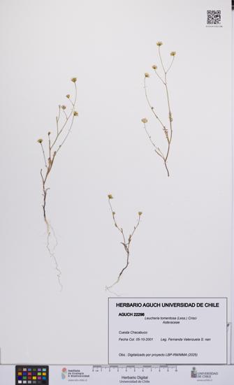 Leucheria tomentosa [Espécimen: UCH:AGUCH:0022298]