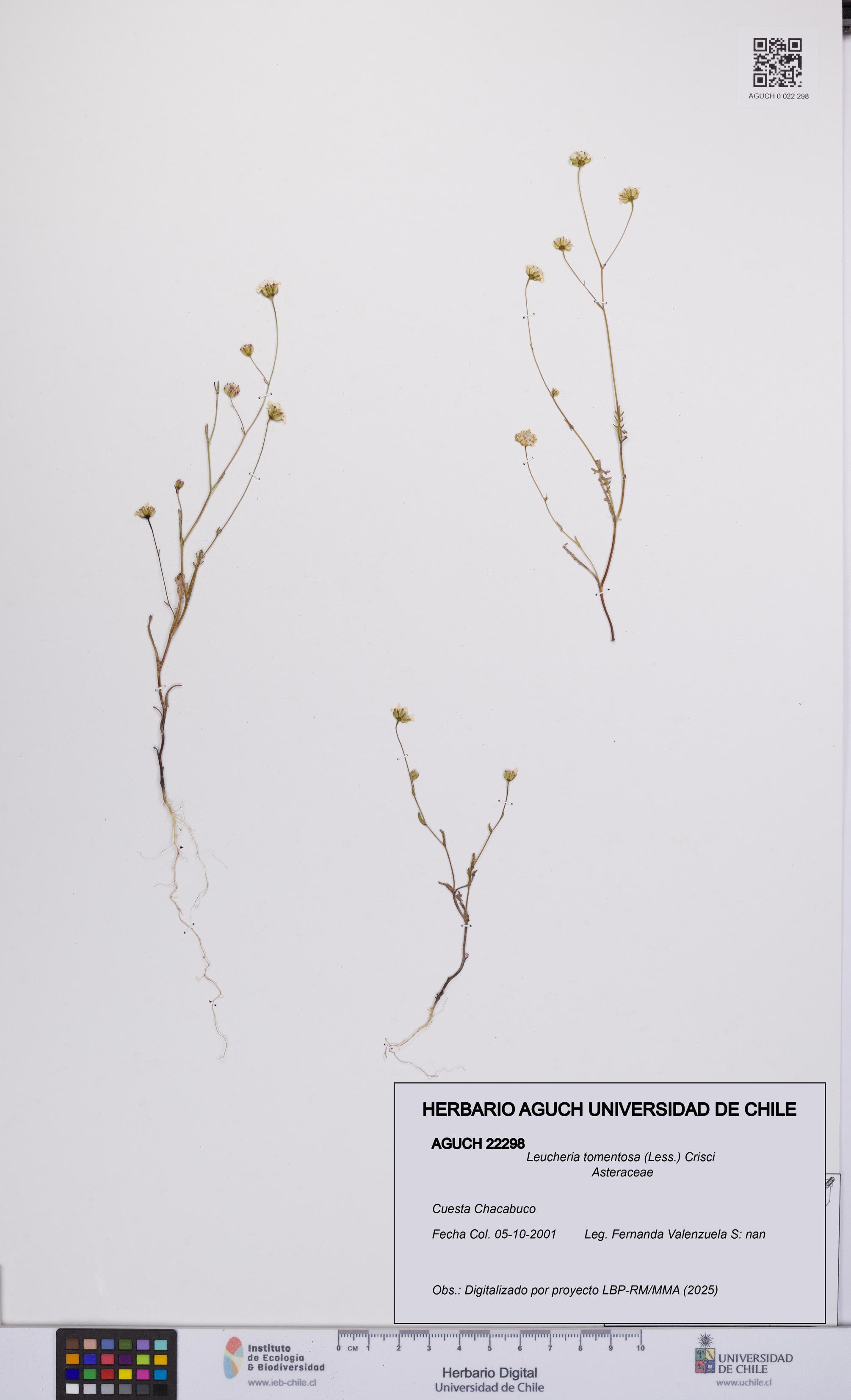 Leucheria tomentosa [Espécimen: UCH:AGUCH:0022298]