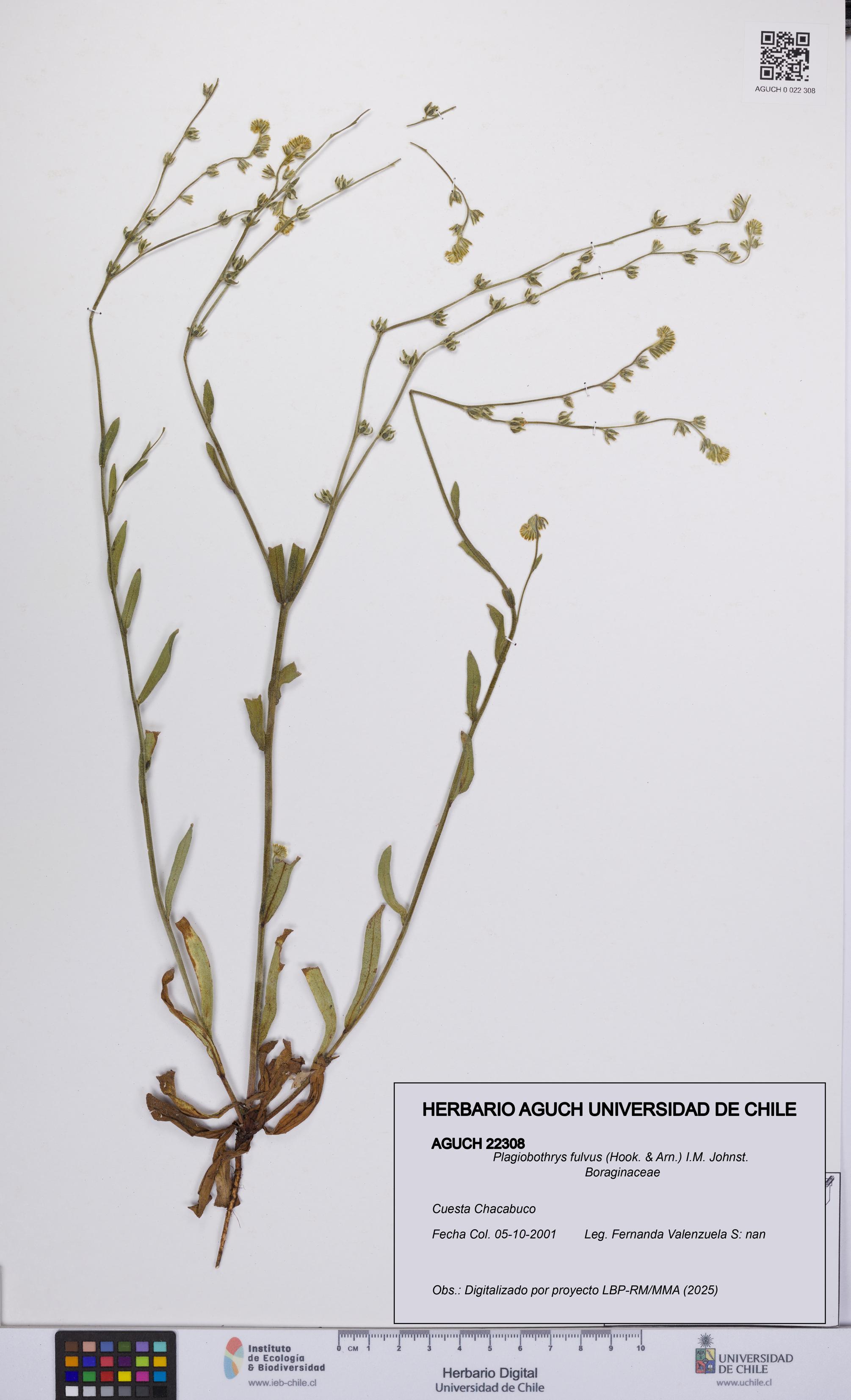 Plagiobothrys fulvus [Espécimen: UCH:AGUCH:0022308]