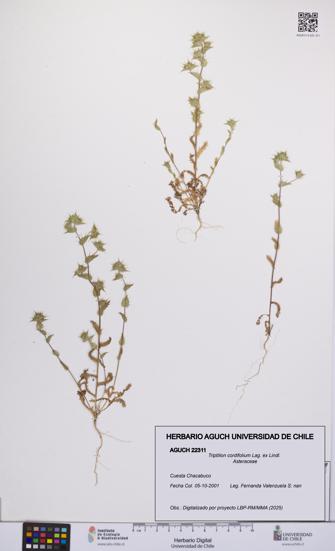 Triptilion cordifolium [Espécimen: UCH:AGUCH:0022311]