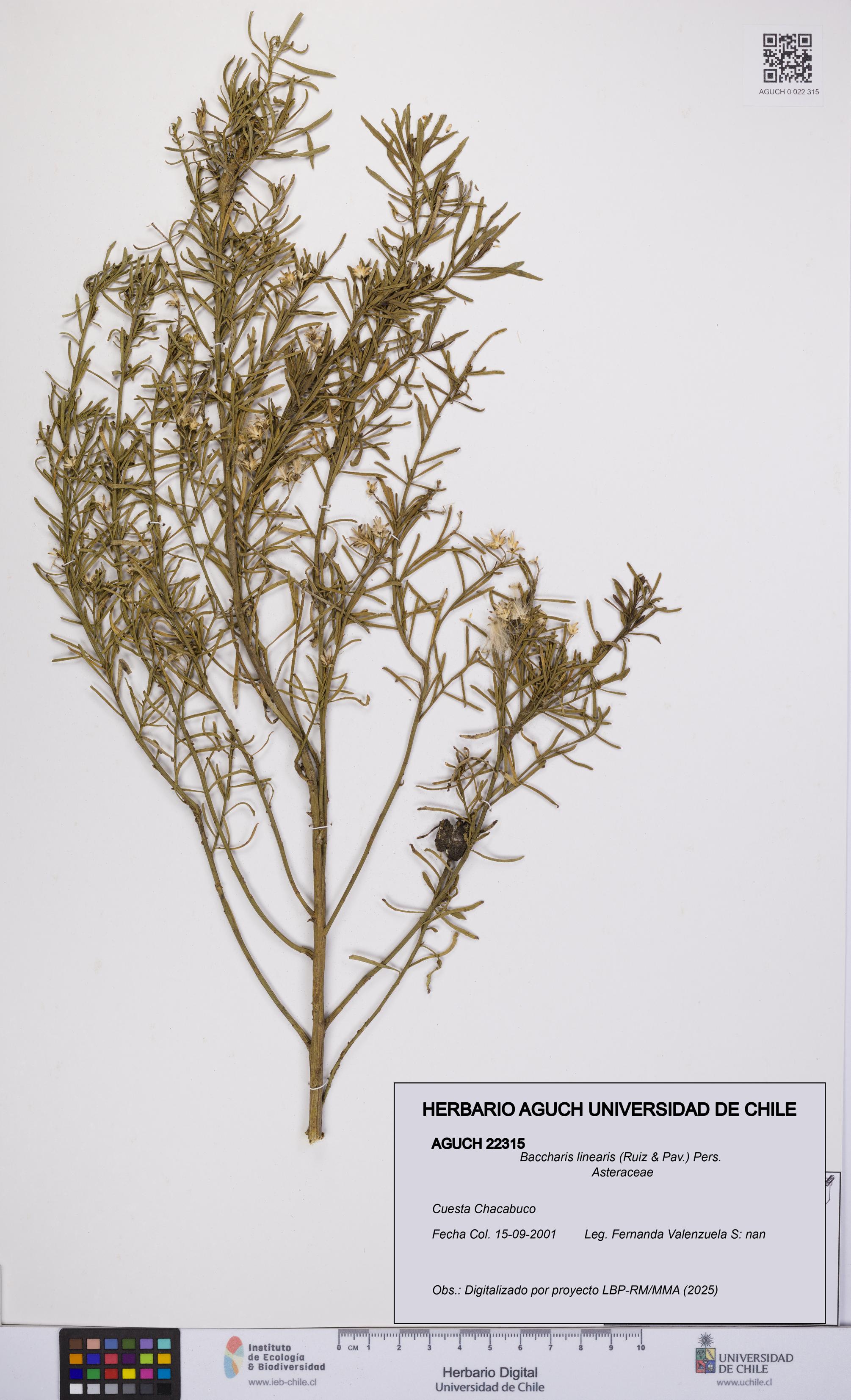 Baccharis linearis [Espécimen: UCH:AGUCH:0022315]