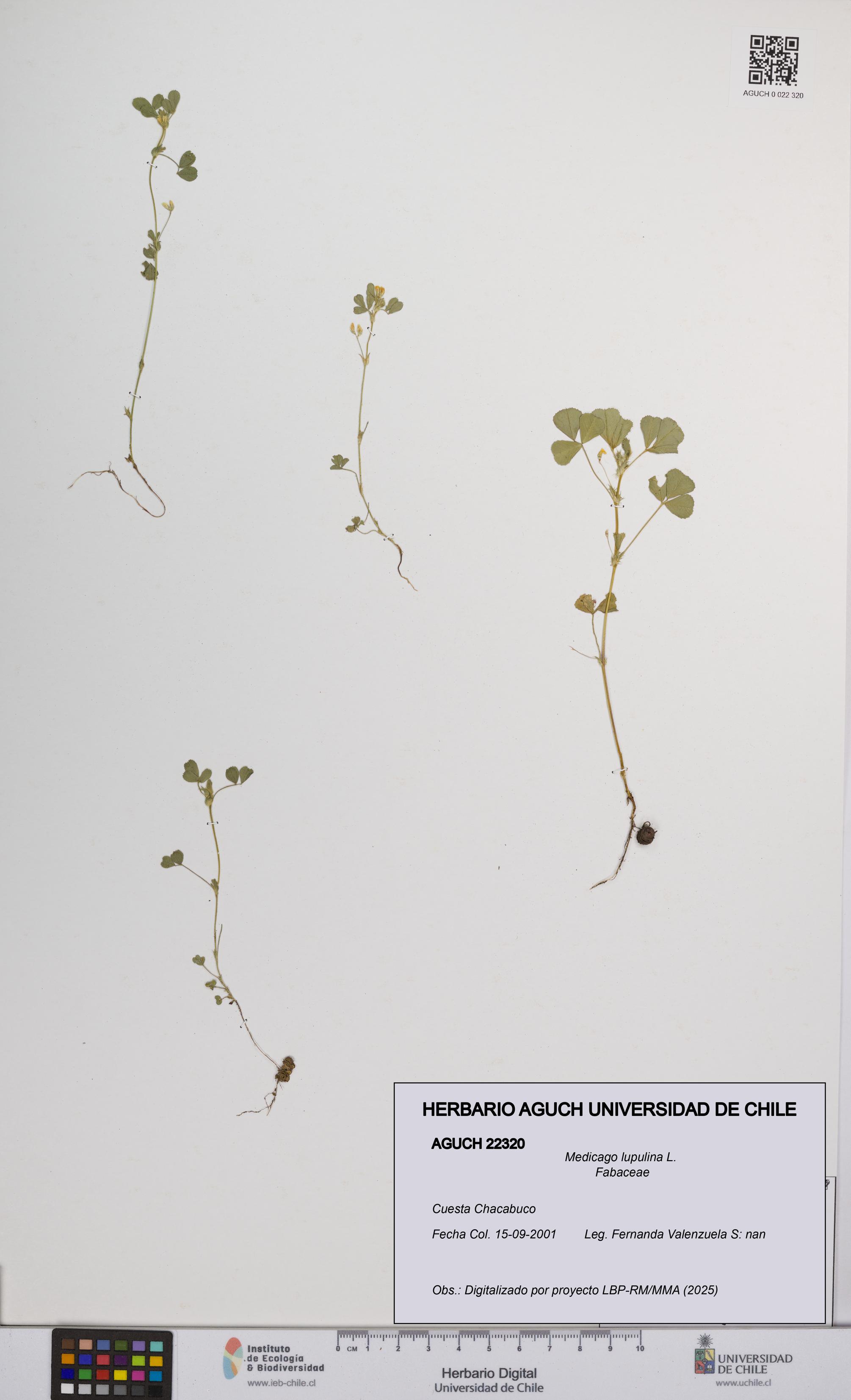 Medicago lupulina [Espécimen: UCH:AGUCH:0022320]