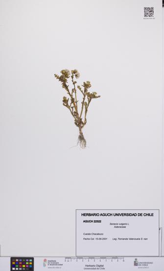 Senecio vulgaris [Espécimen: UCH:AGUCH:0022322]