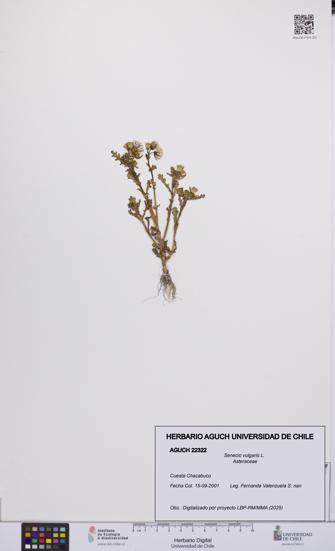 Senecio vulgaris [Espécimen: UCH:AGUCH:0022322]
