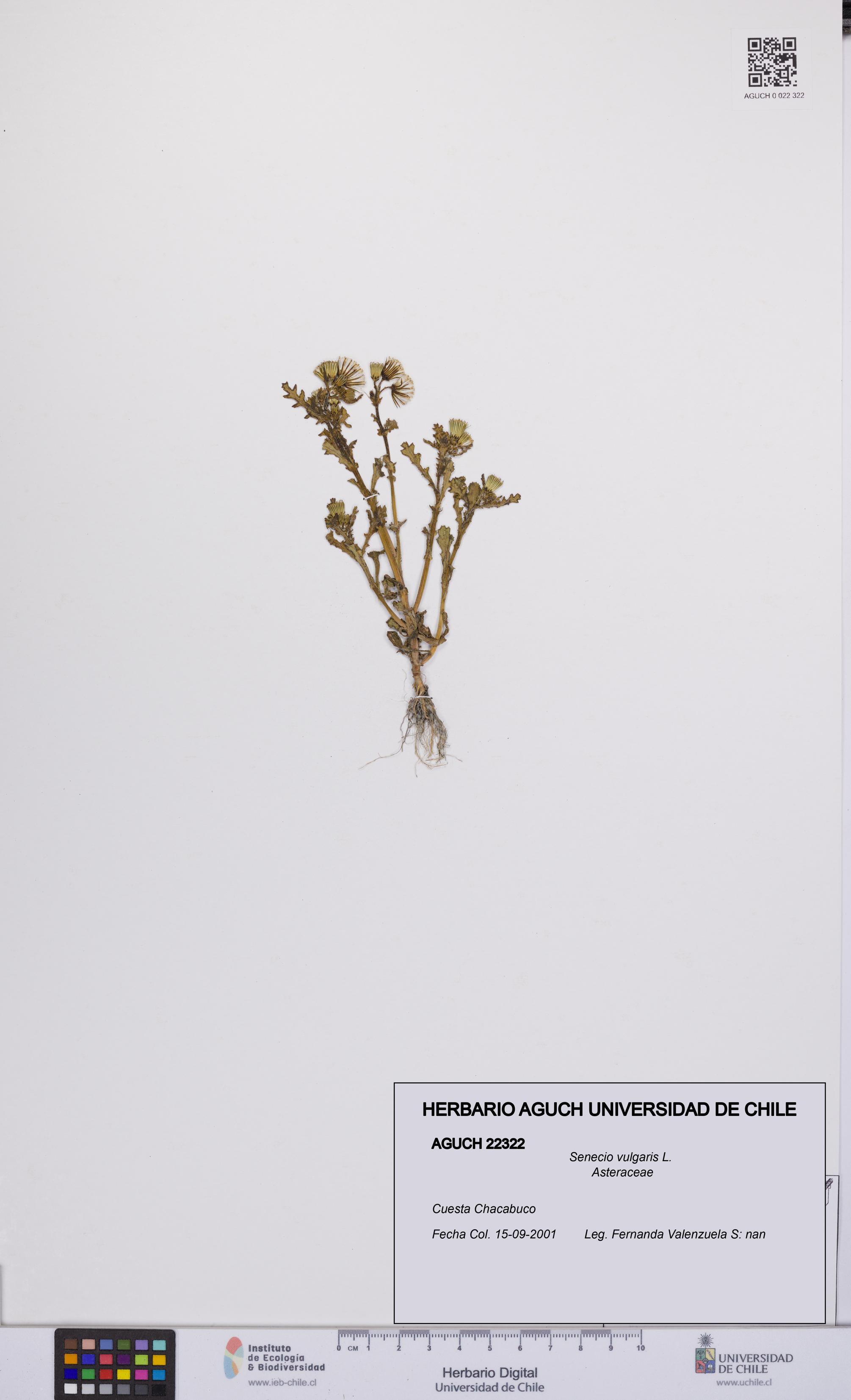 Senecio vulgaris [Espécimen: UCH:AGUCH:0022322]