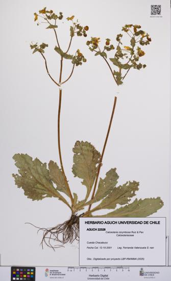 Calceolaria corymbosa [Espécimen: UCH:AGUCH:0022328]