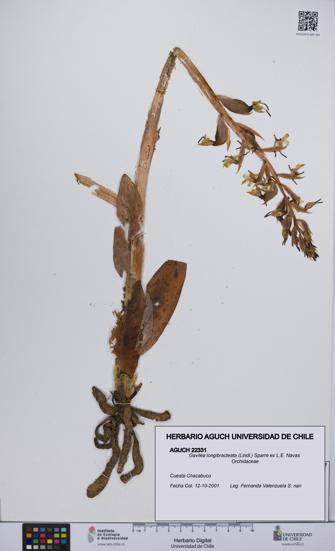 Gavilea longibracteata [Espécimen: UCH:AGUCH:0022331]