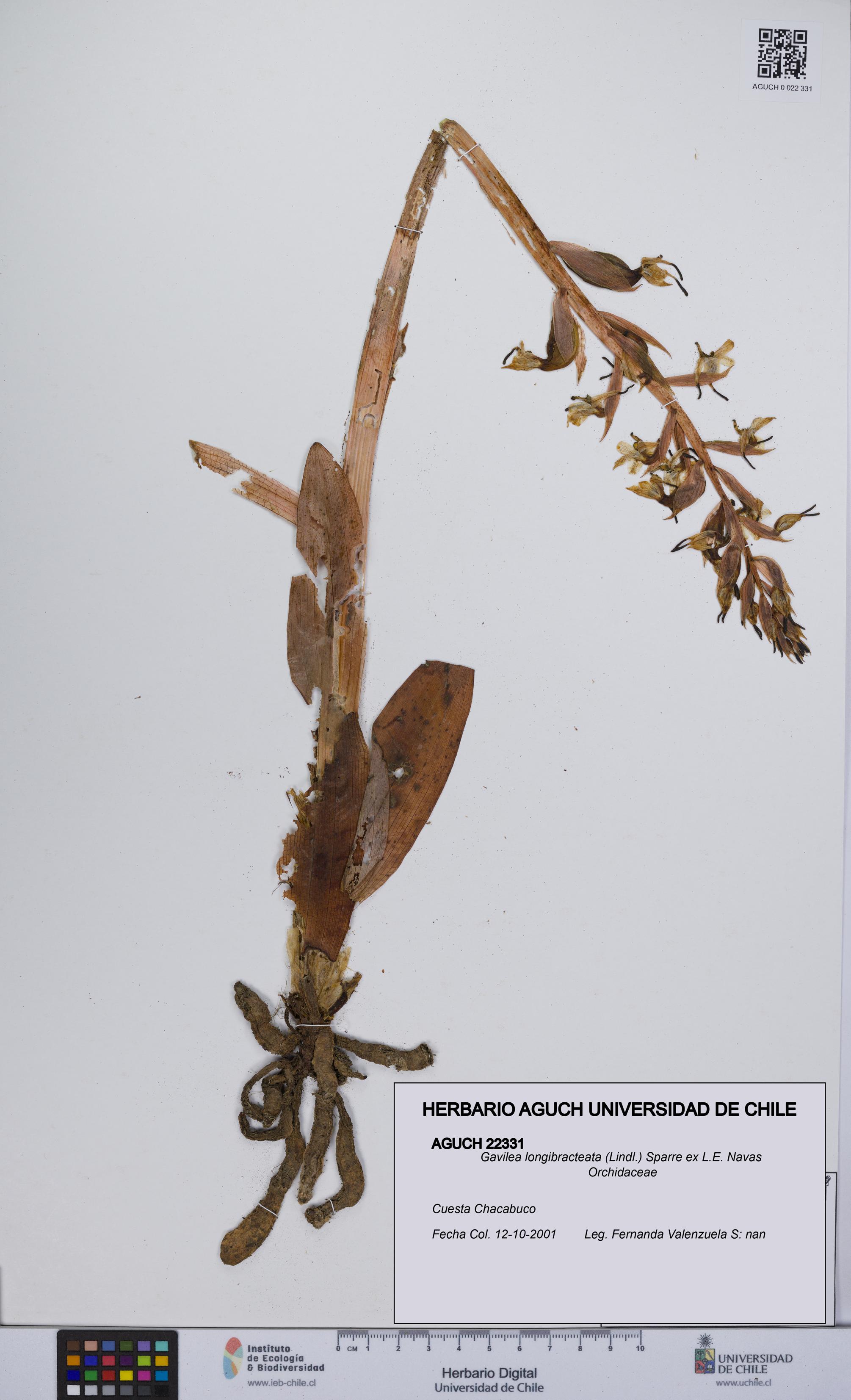 Gavilea longibracteata [Espécimen: UCH:AGUCH:0022331]