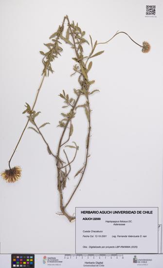 Haplopappus foliosus [Espécimen: UCH:AGUCH:0022333]