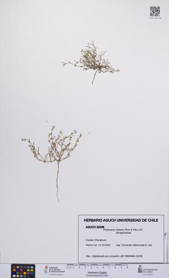 Pectocarya linearis [Espécimen: UCH:AGUCH:0022338]