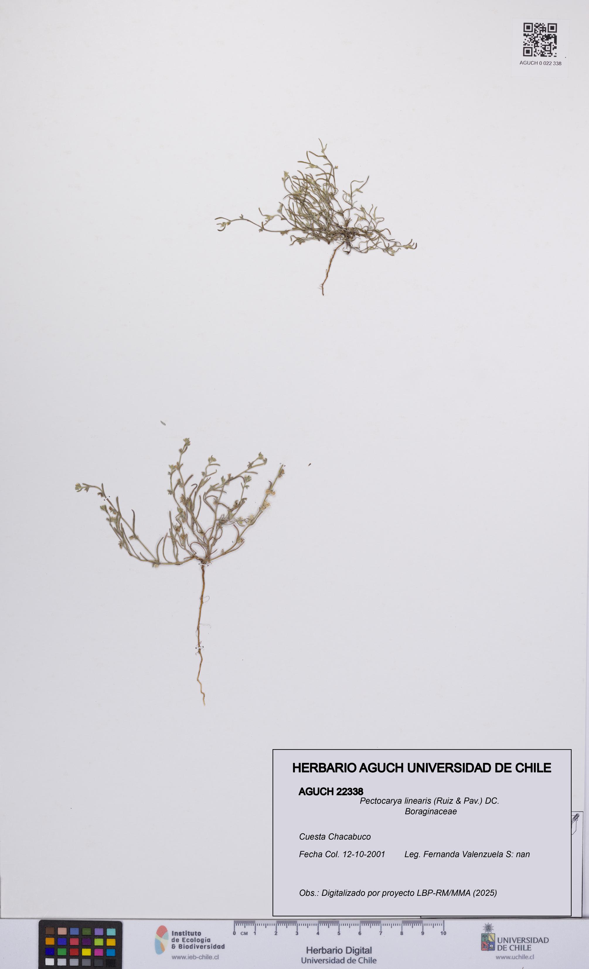 Pectocarya linearis [Espécimen: UCH:AGUCH:0022338]