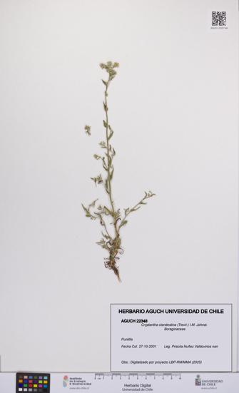 Cryptantha clandestina [Espécimen: UCH:AGUCH:0022348]