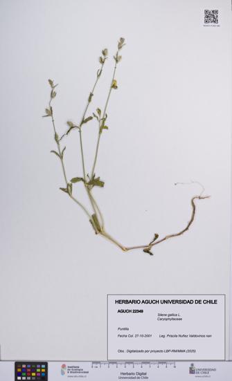 Silene gallica [Espécimen: UCH:AGUCH:0022349]