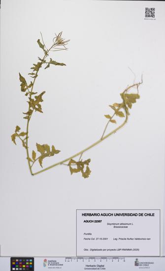 Sisymbrium altissimum [Espécimen: UCH:AGUCH:0022357]