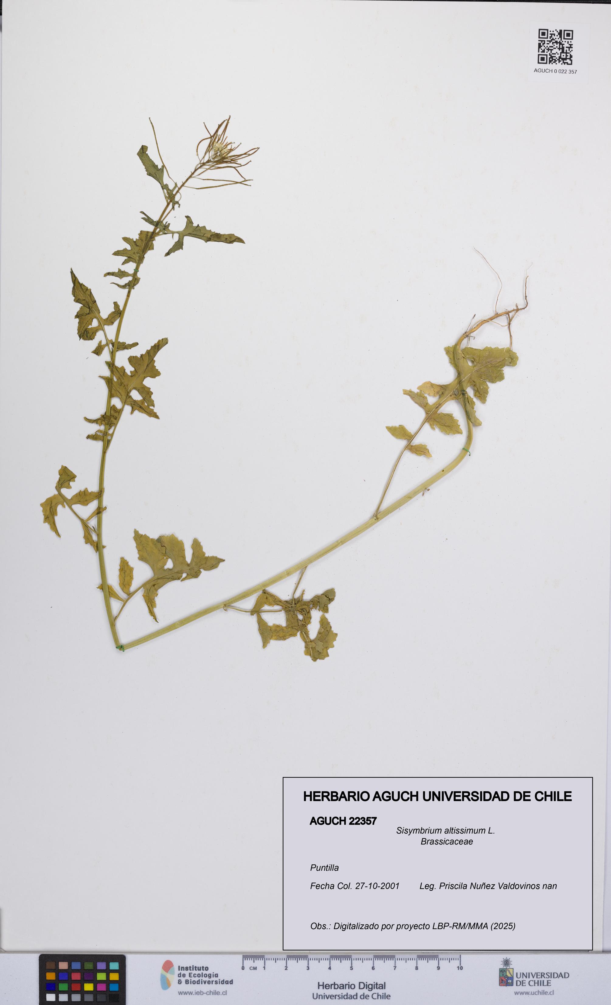 Sisymbrium altissimum [Espécimen: UCH:AGUCH:0022357]