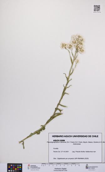 Pseudognaphalium cabrerae [Espécimen: UCH:AGUCH:0022359]