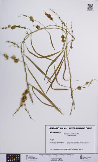 Dioscorea acerifolia [Espécimen: UCH:AGUCH:0022370]