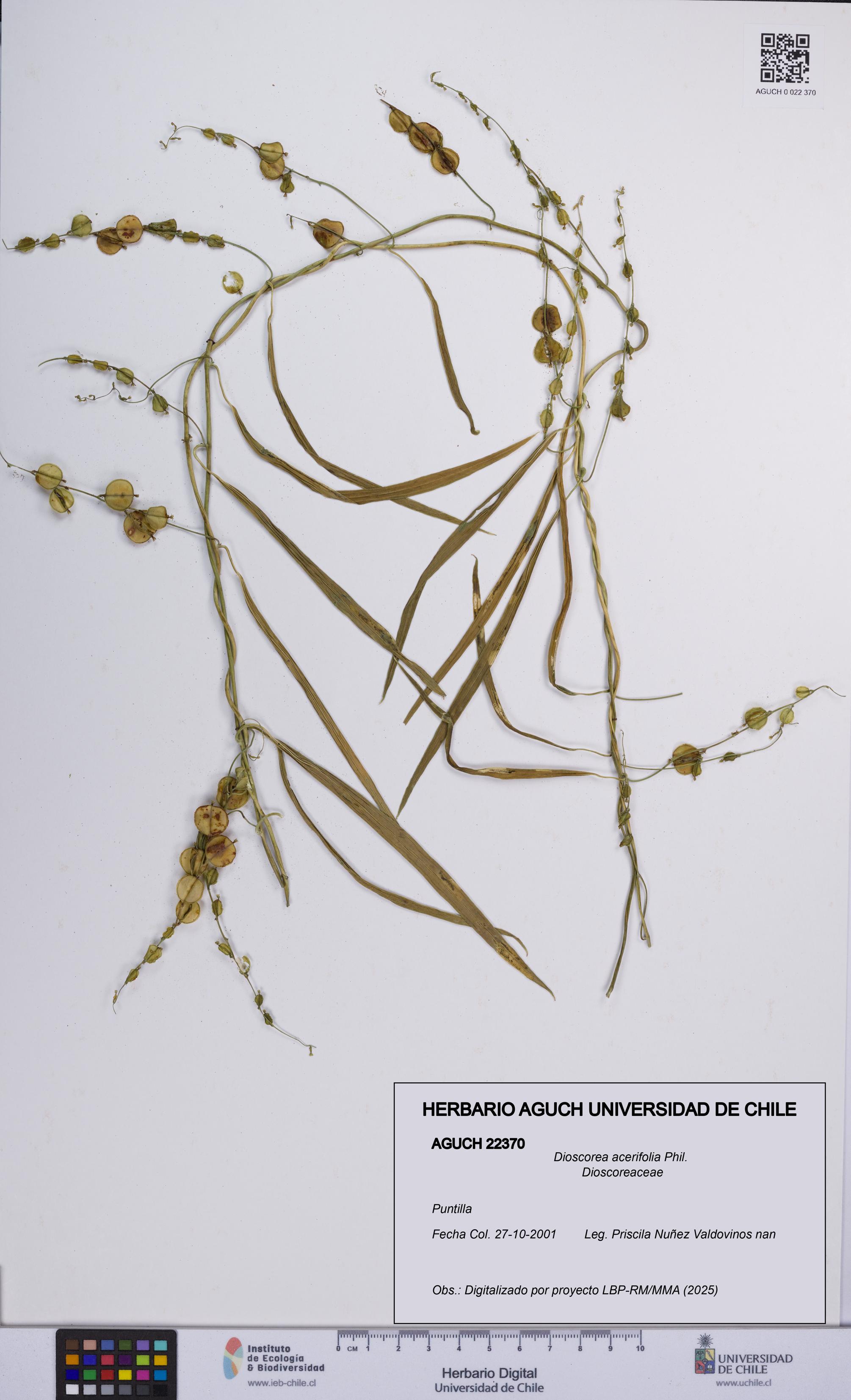Dioscorea acerifolia [Espécimen: UCH:AGUCH:0022370]