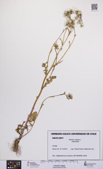 Senecio vulgaris [Espécimen: UCH:AGUCH:0022371]
