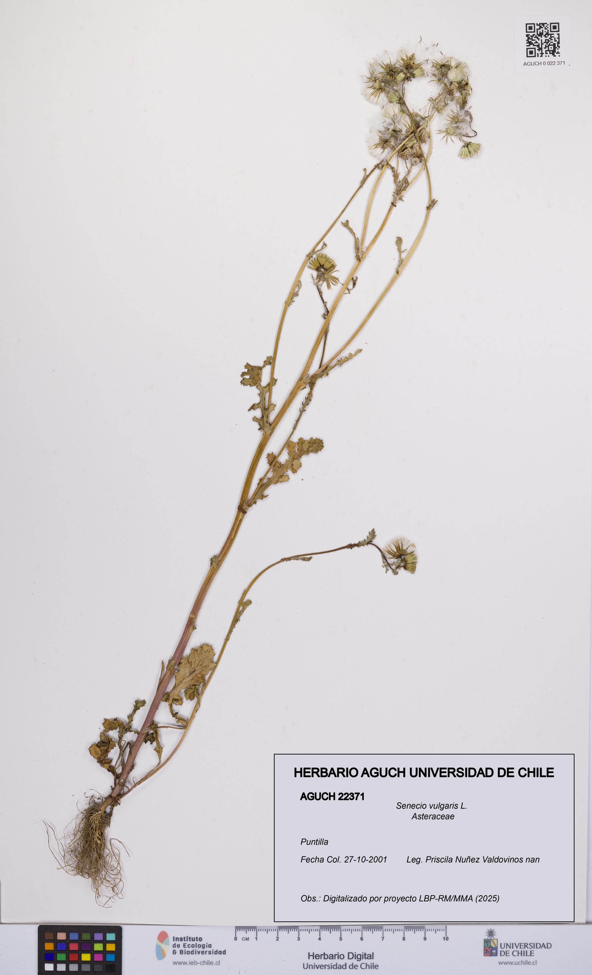 Senecio vulgaris [Espécimen: UCH:AGUCH:0022371]