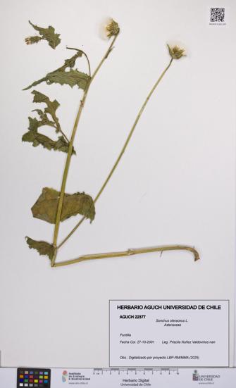 Sonchus oleraceus [Espécimen: UCH:AGUCH:0022377]