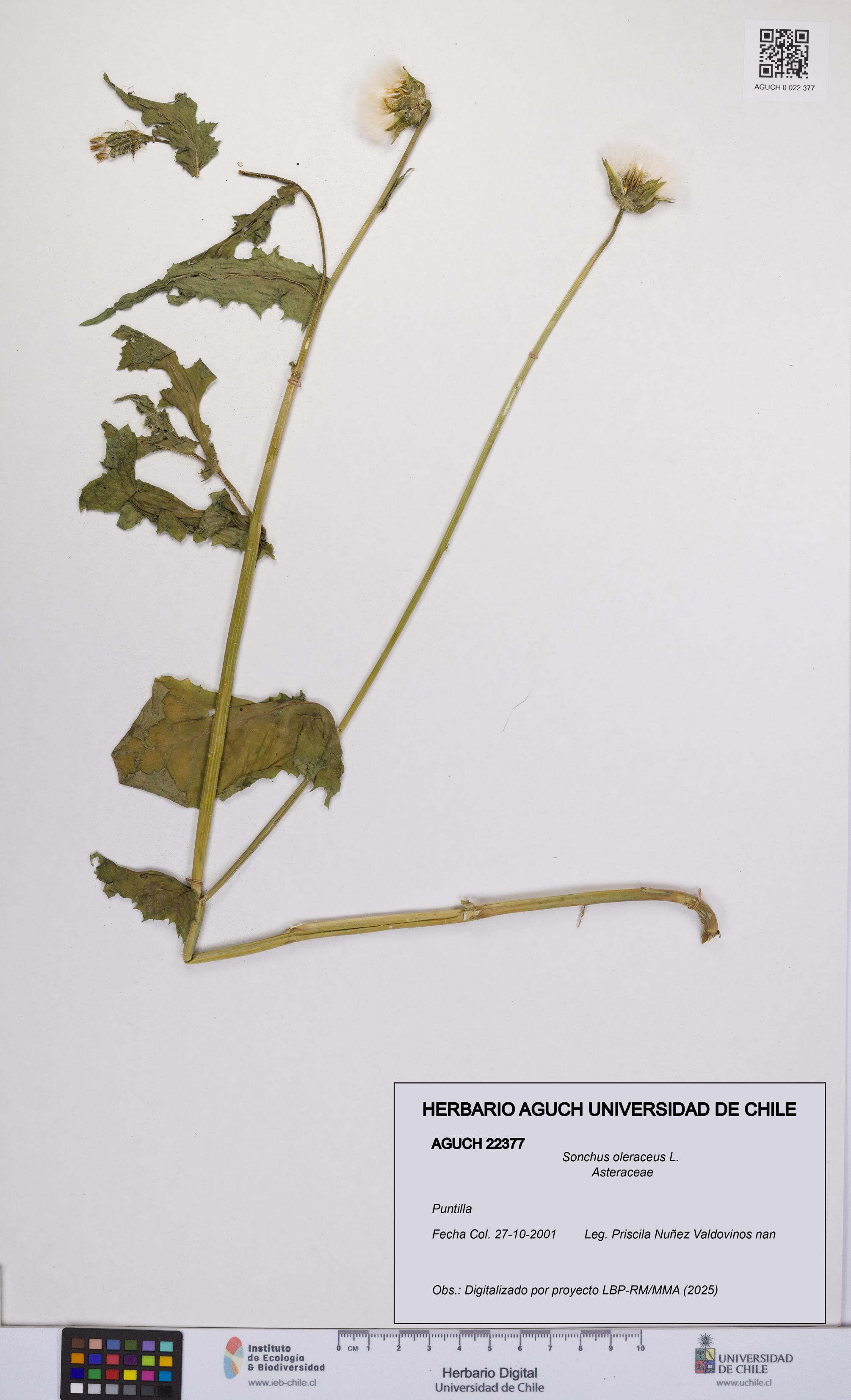 Sonchus oleraceus [Espécimen: UCH:AGUCH:0022377]
