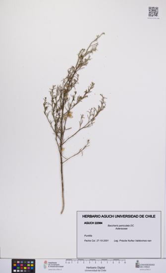 Baccharis paniculata [Espécimen: UCH:AGUCH:0022384]