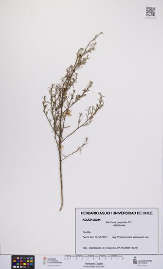 Baccharis paniculata [Espécimen: UCH:AGUCH:0022384]