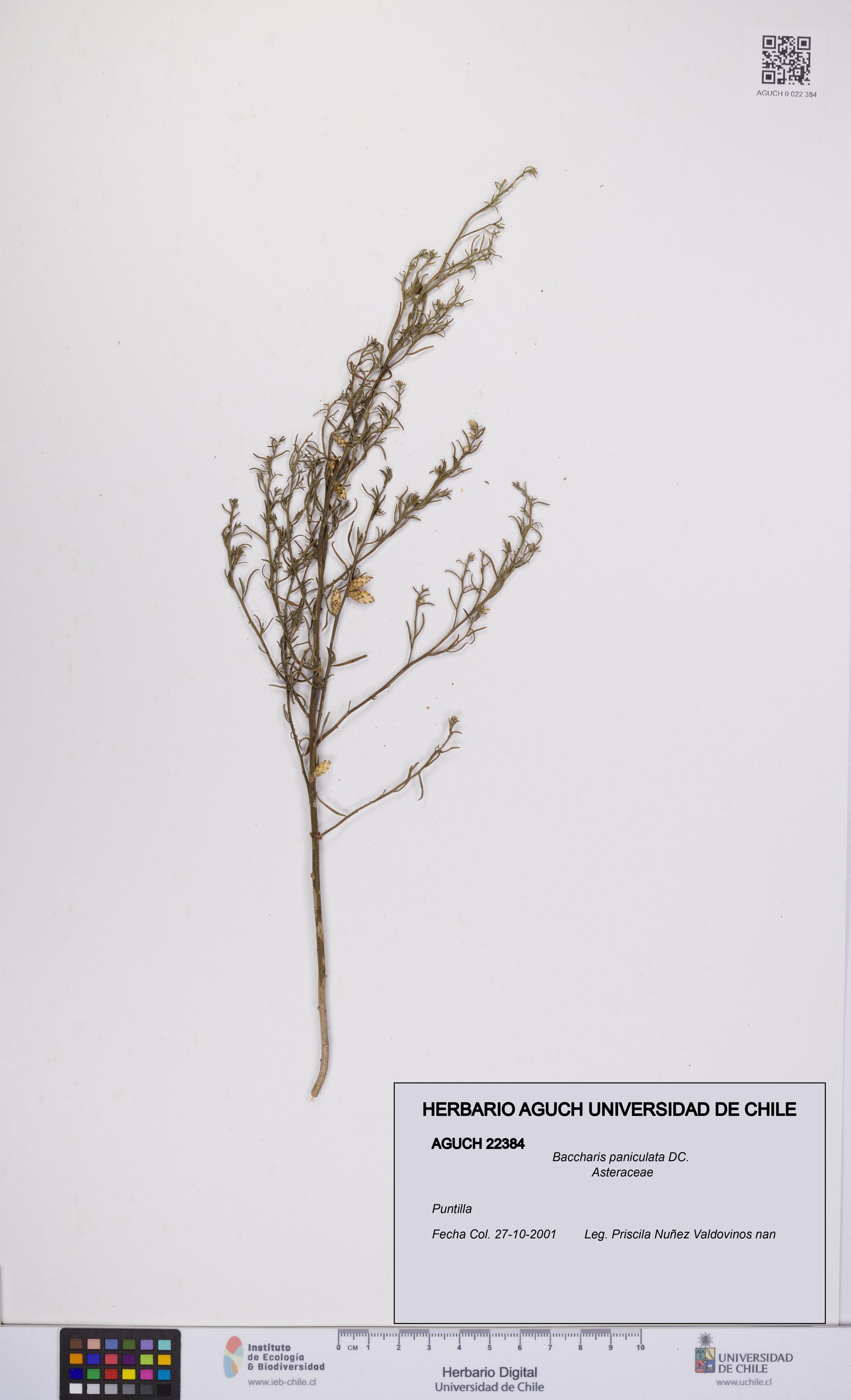 Baccharis paniculata [Espécimen: UCH:AGUCH:0022384]