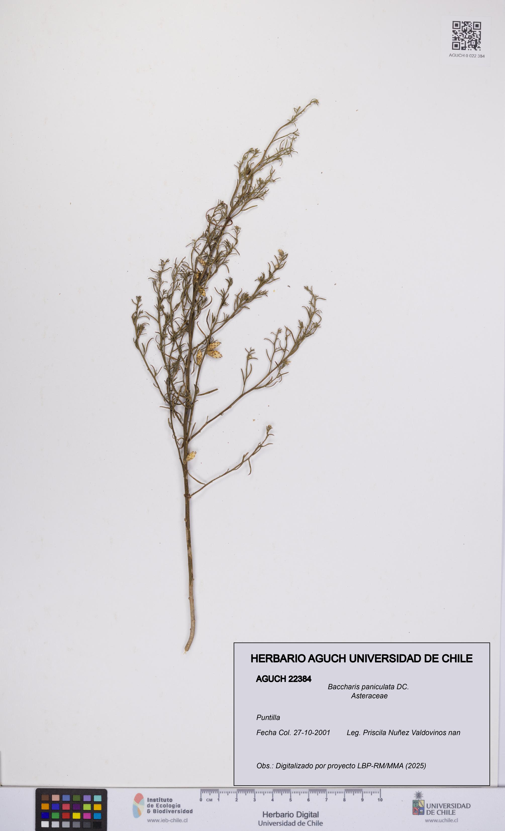 Baccharis paniculata [Espécimen: UCH:AGUCH:0022384]
